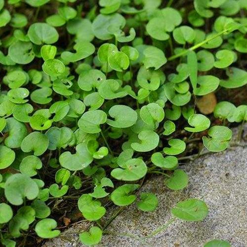 马蹄金 四季常青的庭院地被宝藏，耐荫多年生的绿化优选