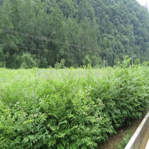 黄柏苗产业所属行业及绿化应用全解析 从种子球茎分类到生产厂家选择