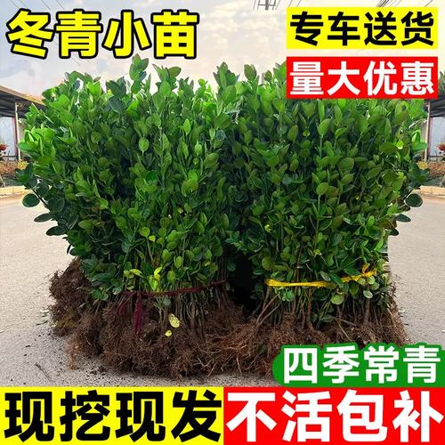 冬青与北海道黄杨 打造四季常青的庭院绿篱首选