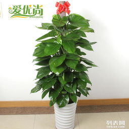上海宝山区植物花卉租赁与办公绿化 提升展会与办公空间的绿色魅力