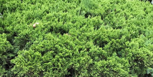 常见园林绿化植物一，你知道它们的名字吗？